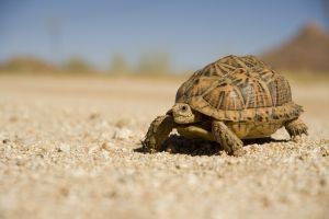 tortoise tortoise
